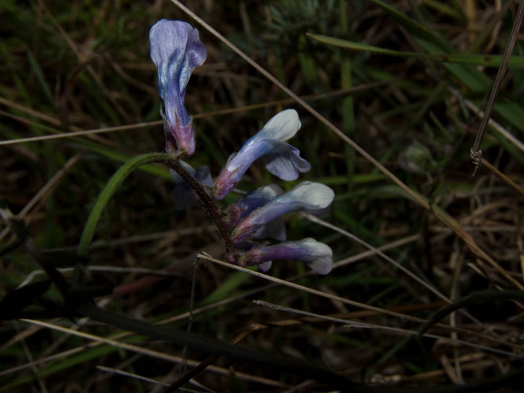 Vicia pseudocracca